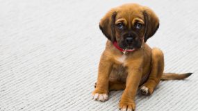 Dogs in the workplace